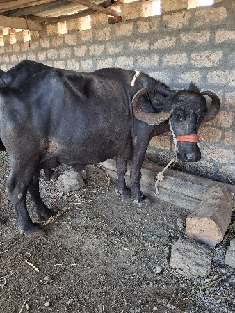 આ ભેશ વેચવા છે