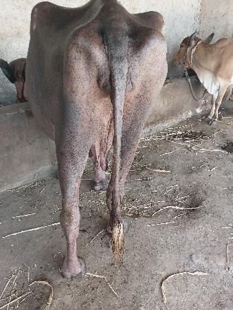 ભેંસ વેચવાની છે