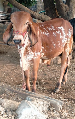 ગીર ખુટ વેચવાનો છે