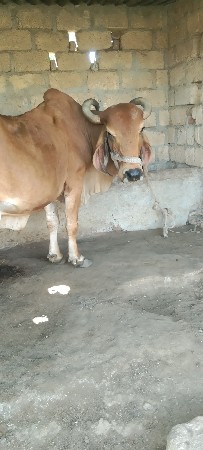 વેચાવ