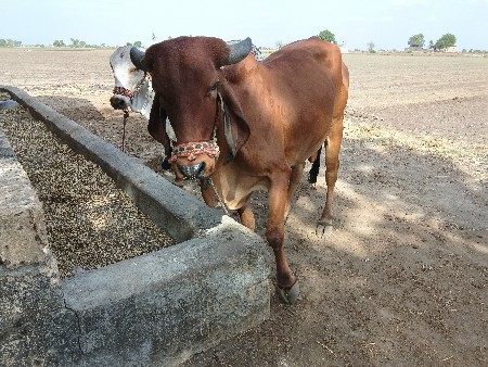 પેલું વેતર ગાય વેચવાની છે