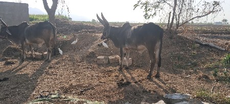 બળદ વેચવાના છે