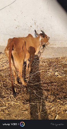 વેચવાની છે