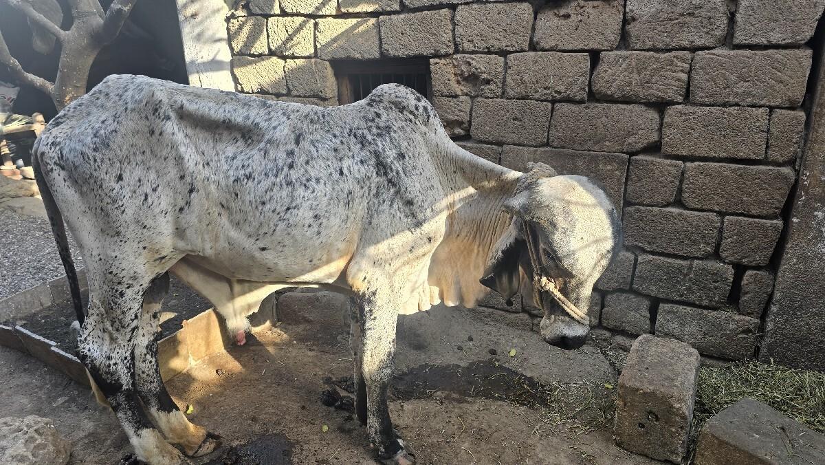 વાછડો વેચવાનો છે
