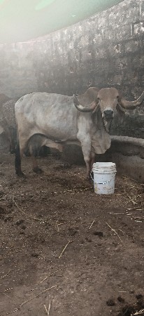 ઓરીજનલ ગીર ગાય વેસવા છે