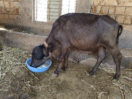પાડો દેવાનો છે..