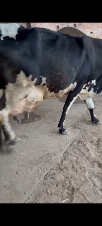 ગાય વાચવાની છે
