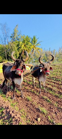 ત્રણ જોડ વેચવાના છે