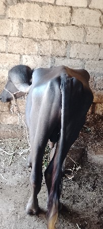 RaviBariya