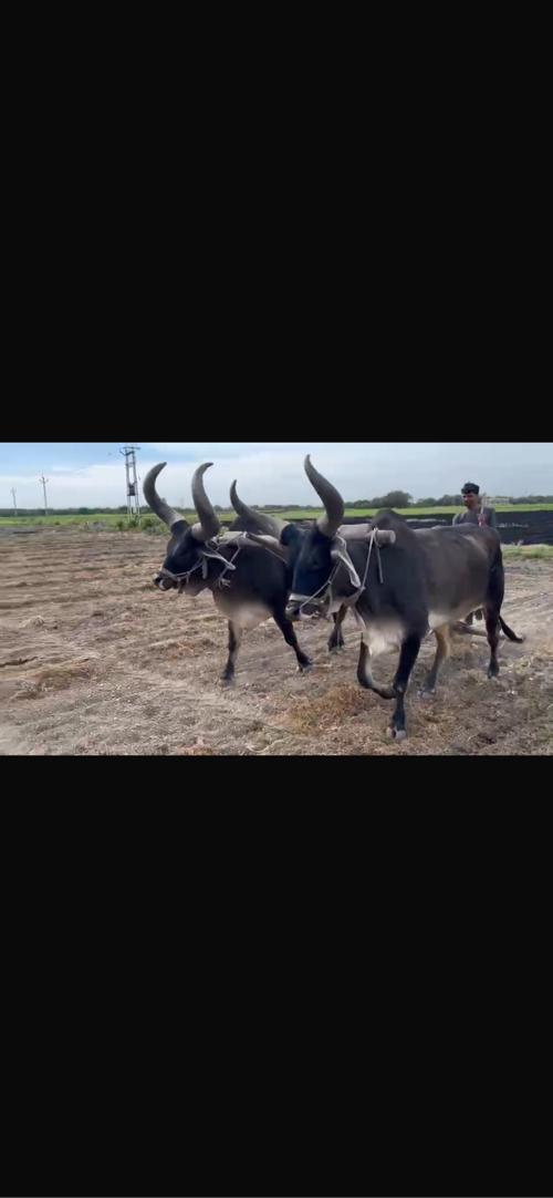 બળદ ચોથી ધર