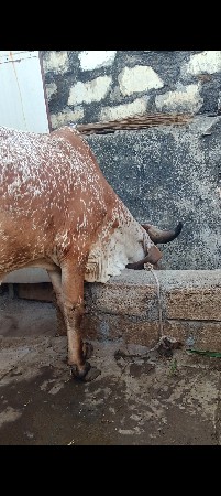 હોડકી વેશવાની છે