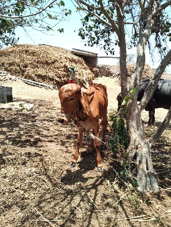 ગીર વાછડી વેચવાની છે
