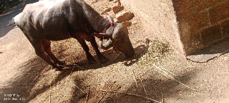 ખડેલી વેચવાની છે