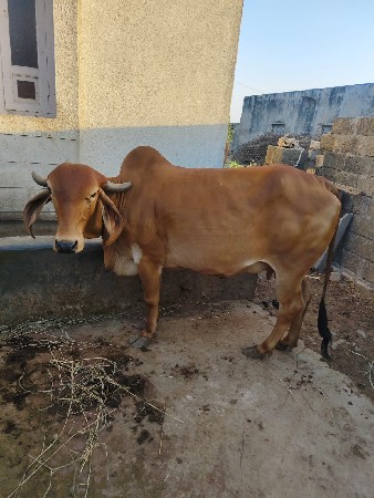 ગાય વેચવાની છે
