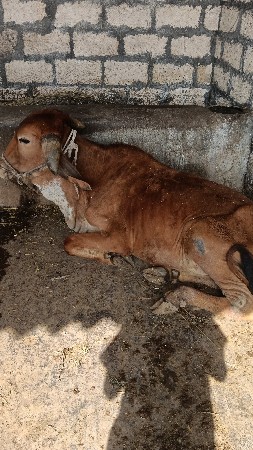 વાછડો વેચવાનો છે