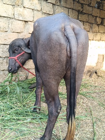 ત્રણ વર્ષની ખડેલી છે