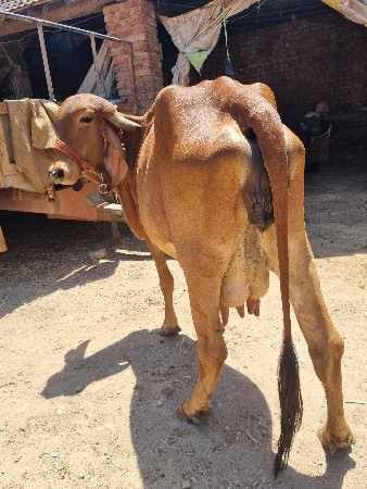 દેશી ગાય વેચવાની છે.