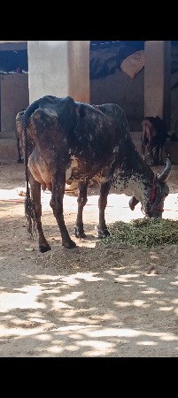 ગાય