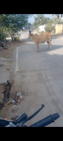 ગાય જર્સી ઓડકી વાંસળી છે