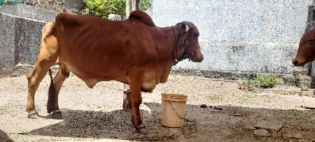 ગીર ગાય વેચવાની છે