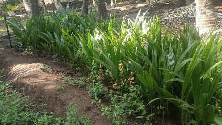 લોટાણા રોપા
