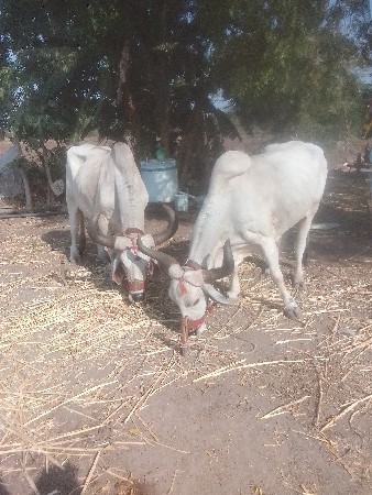 બળદ વેચવાના છે