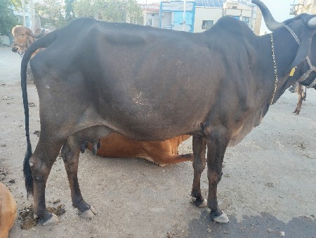 સાવ સોજી ગાય છે અઠવાડિયાની વાર છે