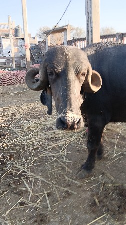 ખડેલી વેસવા ની સે