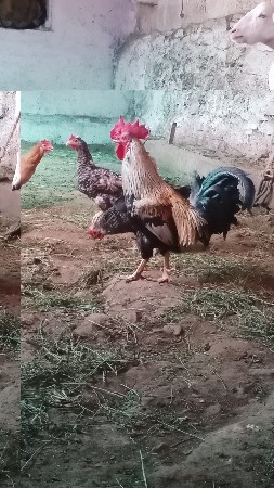 મુરઘો વેચવાની છે