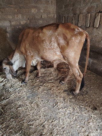 ગાય વેચવાની