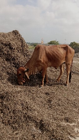 ગીર વાછડી વેચવાની છે