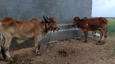 4, ધર ફુલ પાણિયારા.