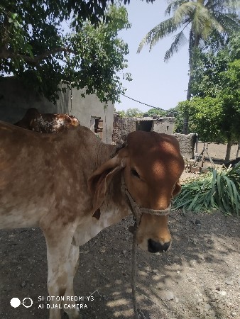 વાશદી