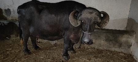 ભેંસ વેચવાની છે