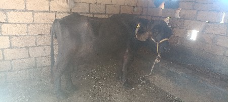 ભેંસ વેચવાની