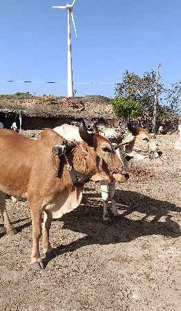 ગોધલા વેચવા ના છે પેલી ધરના છે