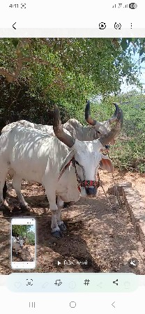 બીજીધરનાગોધલાસાવસોજાહાકેસારાજવાદારી