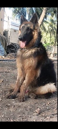 Long coat male