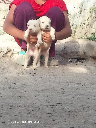 ઓરીજનલ લેબરાપપીછે