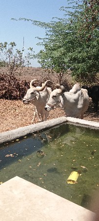 બડદ ગોઢલા વેચવા ના છે