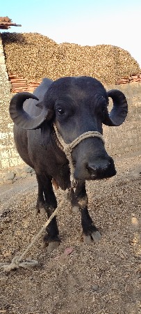 પેલું વેતર છે