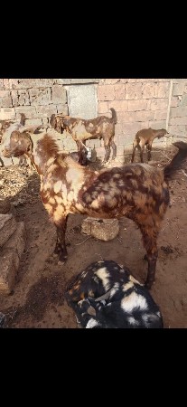 , કરીશ પકડા વેચવાના છે ચાર ચાર વરસન