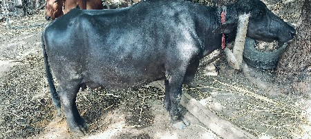 ભેંસ વેચવાની છે