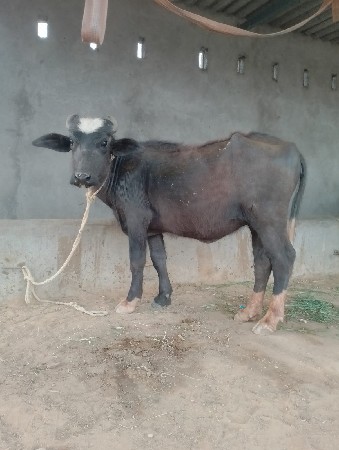 2 3વરસની પાડી  પાડોલેવાનોછે