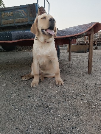 lebra kutari vechvani che