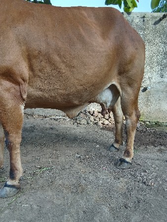 ગાય વેચવાની છે