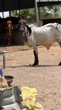लीलडी गीर बशडी कानो बुलकी  सेल