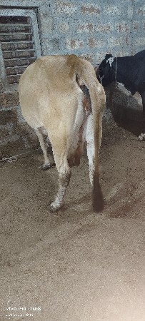 hfક્રોસ ત્રણ ગાય વેચવાની છે