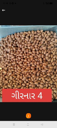 સારું કોરી માંડવી નુ બીયારણ છે.