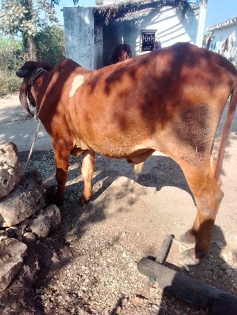 સુત્રાપાડા